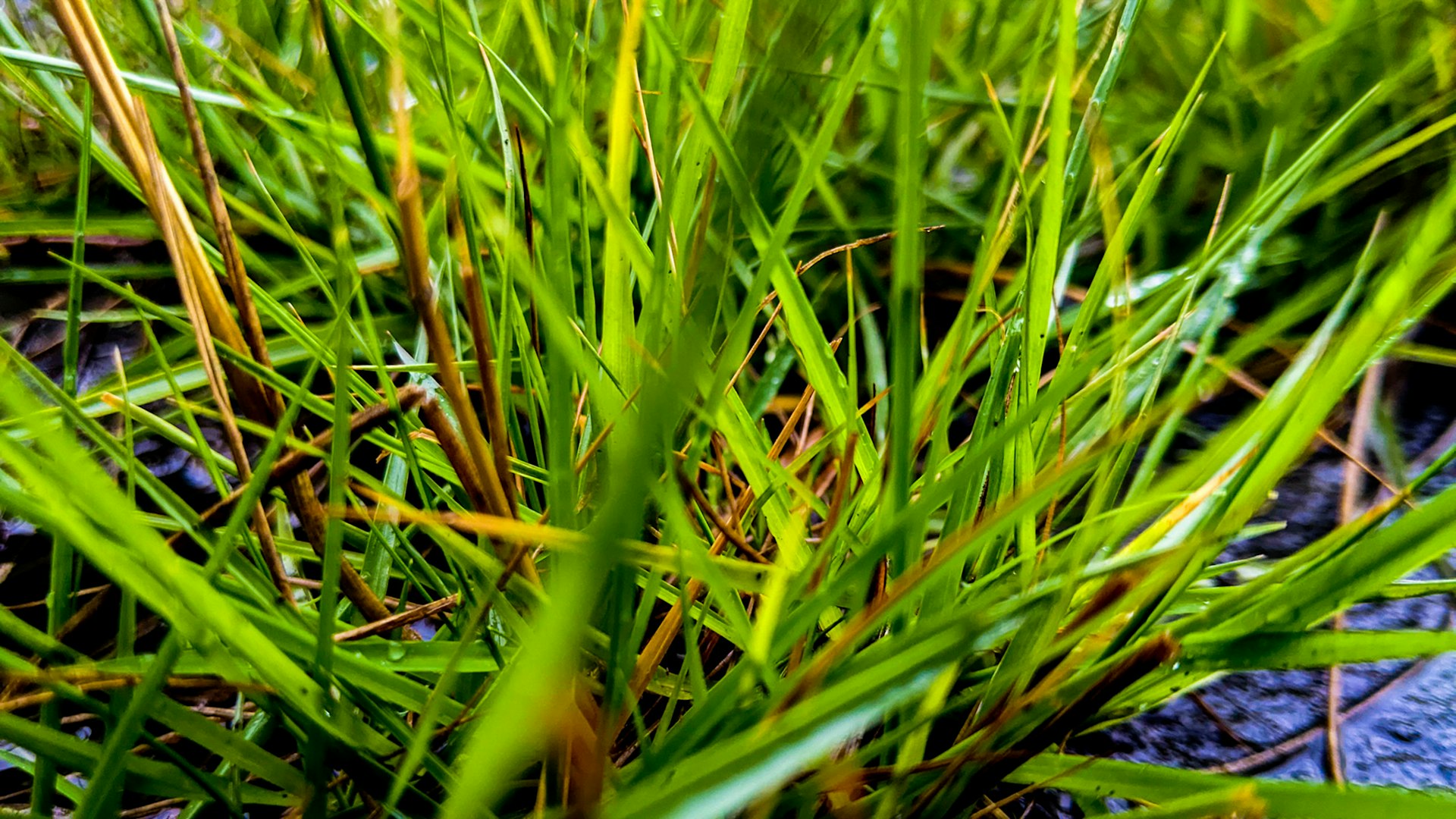 a close up of some green grass on the ground